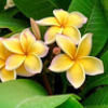 noelani2004